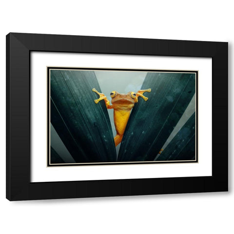 Gold Frog Black Modern Wood Framed Art Print with Double Matting by Priyadi, Andri