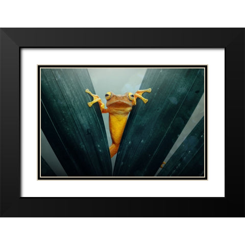 Gold Frog Black Modern Wood Framed Art Print with Double Matting by Priyadi, Andri