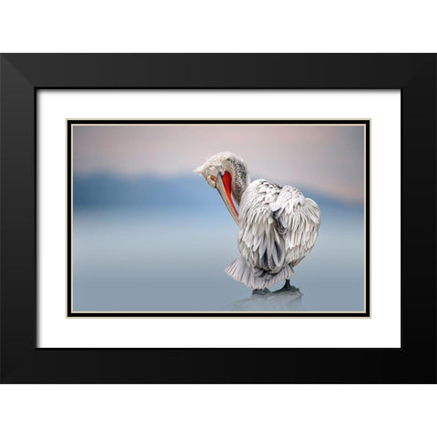 Dalmatian Pelican At Dawn Black Modern Wood Framed Art Print with Double Matting by Ortega, Xavier