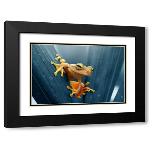 Frog - The Gold Black Modern Wood Framed Art Print with Double Matting by Priyadi, Andri