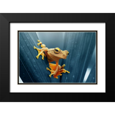 Frog - The Gold Black Modern Wood Framed Art Print with Double Matting by Priyadi, Andri