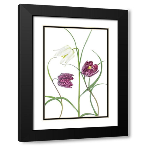 Snakes Head Fritillary Black Modern Wood Framed Art Print with Double Matting by Disher, Mandy