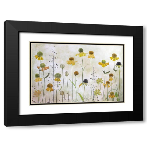 Helenium Black Modern Wood Framed Art Print with Double Matting by Disher, Mandy