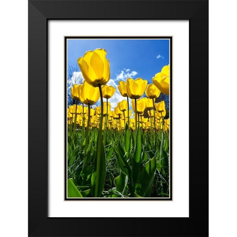 Tulipani Black Modern Wood Framed Art Print with Double Matting by Ravasco, Lorenzo
