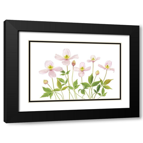 Clematis Black Modern Wood Framed Art Print with Double Matting by Disher, Mandy