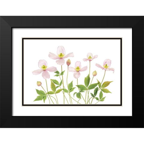 Clematis Black Modern Wood Framed Art Print with Double Matting by Disher, Mandy