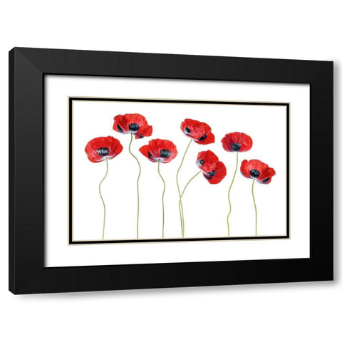 Ladybird Poppies Black Modern Wood Framed Art Print with Double Matting by Disher, Mandy