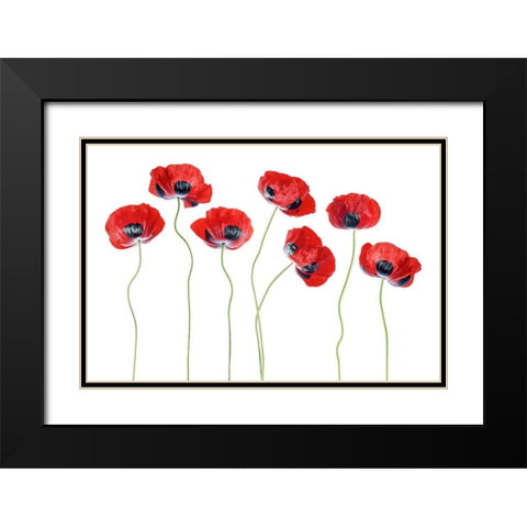 Ladybird Poppies Black Modern Wood Framed Art Print with Double Matting by Disher, Mandy