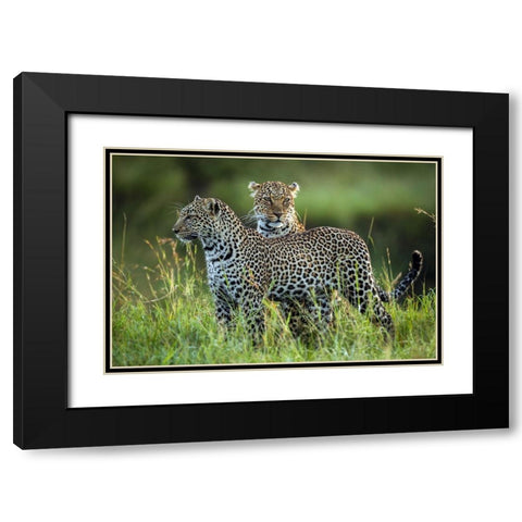 Leopard Family Black Modern Wood Framed Art Print with Double Matting by Roshkumar