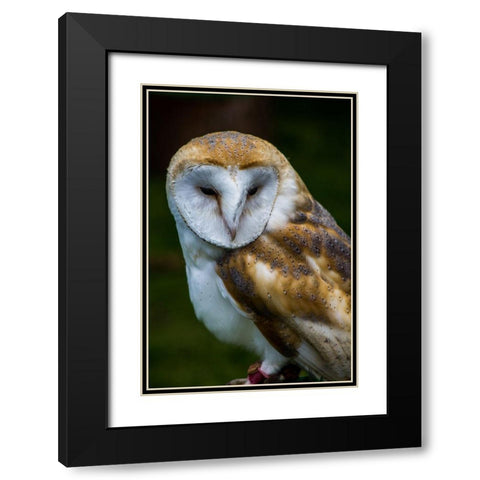 Tawny Black Modern Wood Framed Art Print with Double Matting by Bozzard, Edward