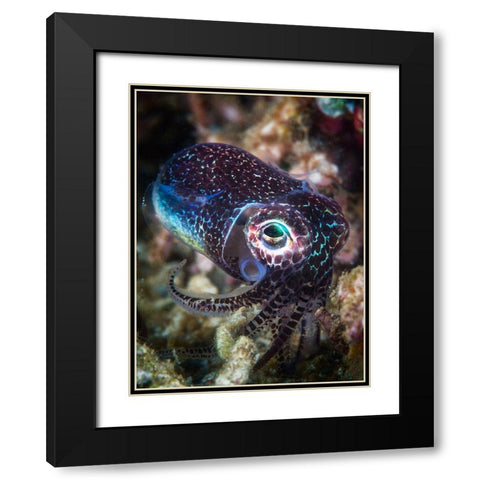 Baby Cuttlefish Black Modern Wood Framed Art Print with Double Matting by Gabriel, Barathieu