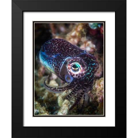 Baby Cuttlefish Black Modern Wood Framed Art Print with Double Matting by Gabriel, Barathieu