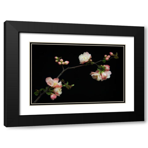 Manzano Silvestre En Flor Black Modern Wood Framed Art Print with Double Matting by Rodriguez Maldonado, Antonio