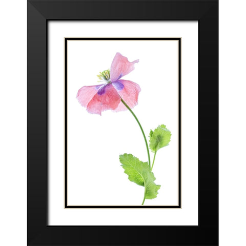 Poppy Black Modern Wood Framed Art Print with Double Matting by Disher, Mandy