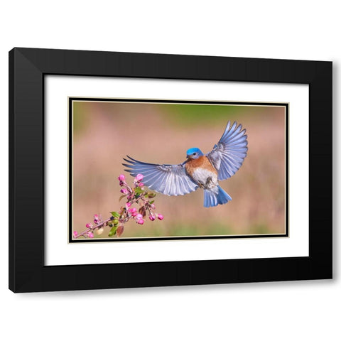 Colorful Spring Black Modern Wood Framed Art Print with Double Matting by Luo, Jim