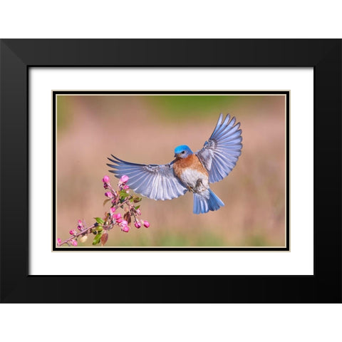 Colorful Spring Black Modern Wood Framed Art Print with Double Matting by Luo, Jim