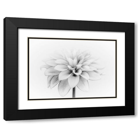 White Dahlia Black Modern Wood Framed Art Print with Double Matting by Gronkjar, Lotte