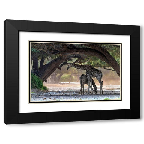 Giraffe Black Modern Wood Framed Art Print with Double Matting by Damico, Giuseppe