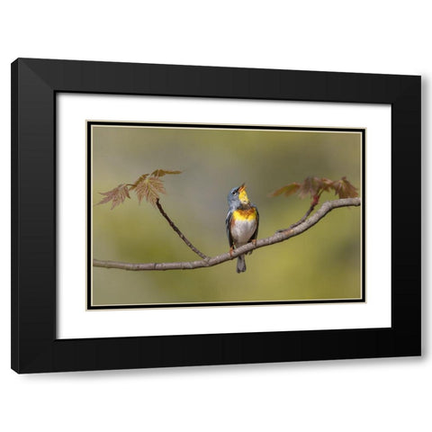 Parula On Stage Black Modern Wood Framed Art Print with Double Matting by Barsh, Greg