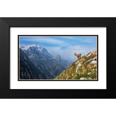 Alpine Ibex In The Mountains Black Modern Wood Framed Art Print with Double Matting by Krivec, Ales