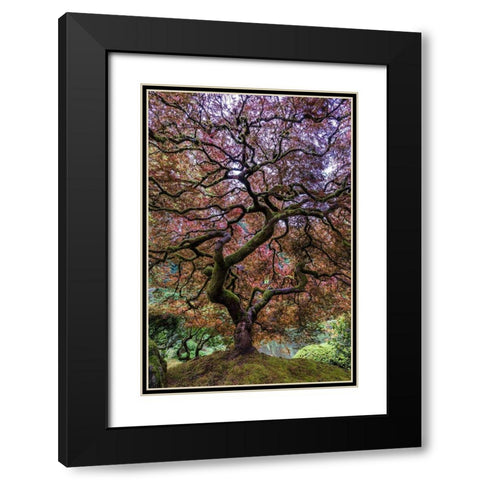 Japanese Maple Tree Black Modern Wood Framed Art Print with Double Matting by Centioli, Mike