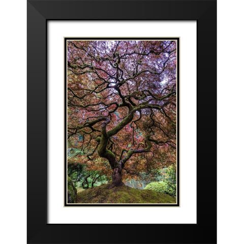 Japanese Maple Tree Black Modern Wood Framed Art Print with Double Matting by Centioli, Mike