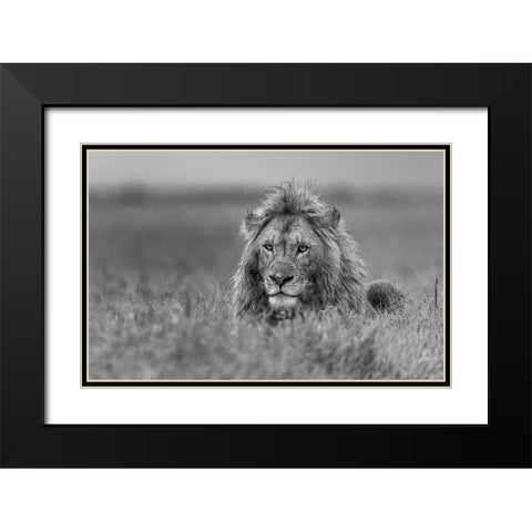 Lion Black Modern Wood Framed Art Print with Double Matting by Damico, Giuseppe