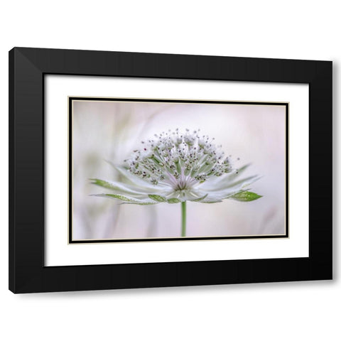 Astrantia Black Modern Wood Framed Art Print with Double Matting by Disher, Mandy