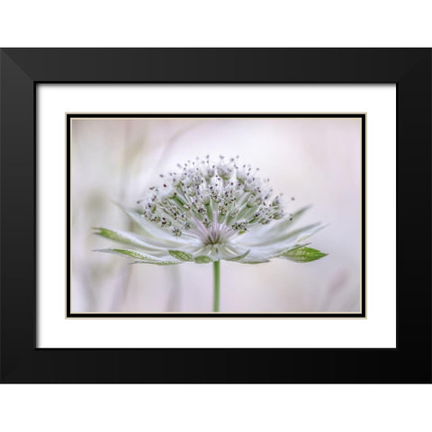 Astrantia Black Modern Wood Framed Art Print with Double Matting by Disher, Mandy