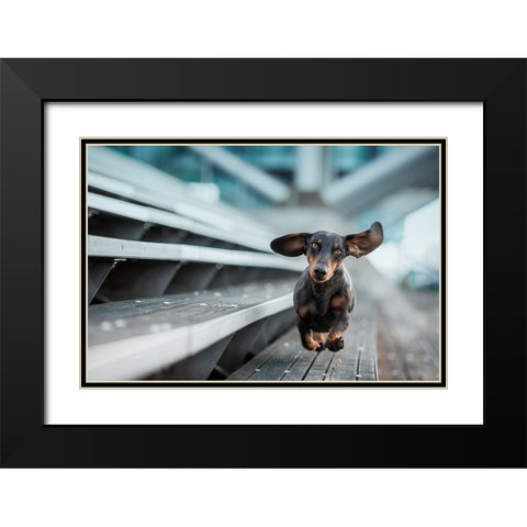 Ein Kleiner Hund Lacuft Durch Die Welt.... Black Modern Wood Framed Art Print with Double Matting by Willers, Heike