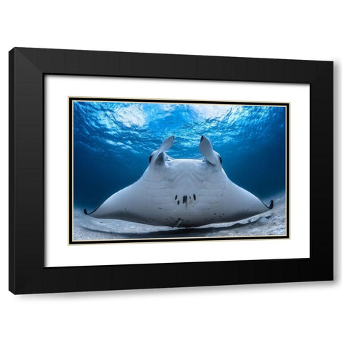 Take Off / Manta Airline Black Modern Wood Framed Art Print with Double Matting by Gabriel, Barathieu