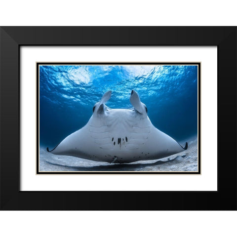 Take Off / Manta Airline Black Modern Wood Framed Art Print with Double Matting by Gabriel, Barathieu