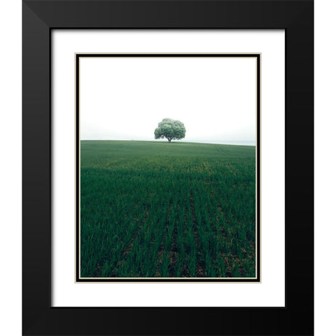 The Lonely Oak Tree Black Modern Wood Framed Art Print with Double Matting by Lindsten, Christian