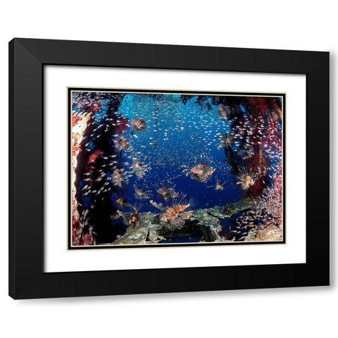 Lionfish Party Black Modern Wood Framed Art Print with Double Matting by Ben Tov, Ilan