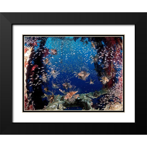 Lionfish Party Black Modern Wood Framed Art Print with Double Matting by Ben Tov, Ilan