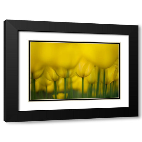 Yellow One Color Black Modern Wood Framed Art Print with Double Matting by Suzuki, Takashi