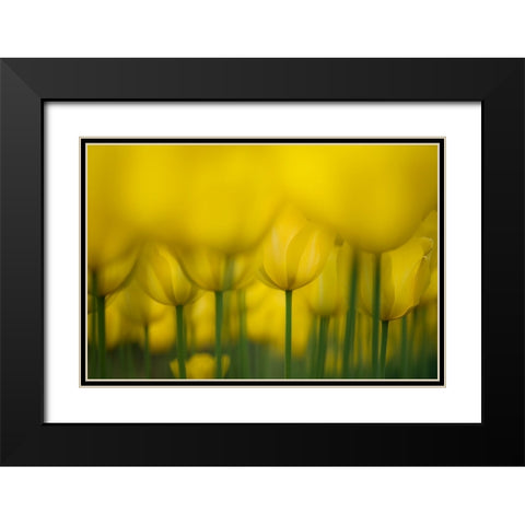 Yellow One Color Black Modern Wood Framed Art Print with Double Matting by Suzuki, Takashi