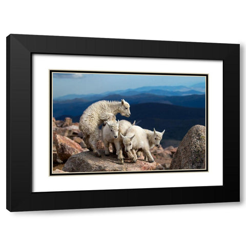 Baby Goats At Play Black Modern Wood Framed Art Print with Double Matting by Verdon