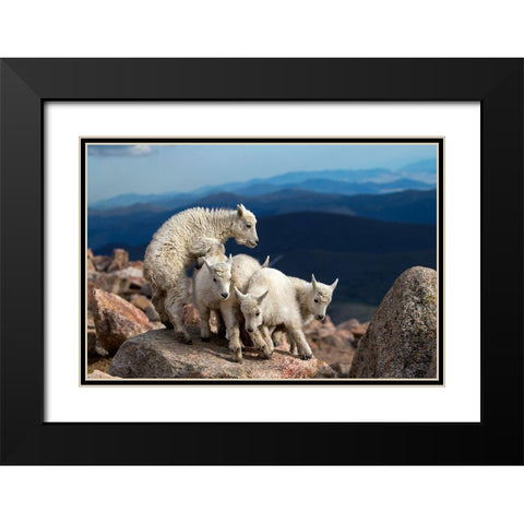 Baby Goats At Play Black Modern Wood Framed Art Print with Double Matting by Verdon