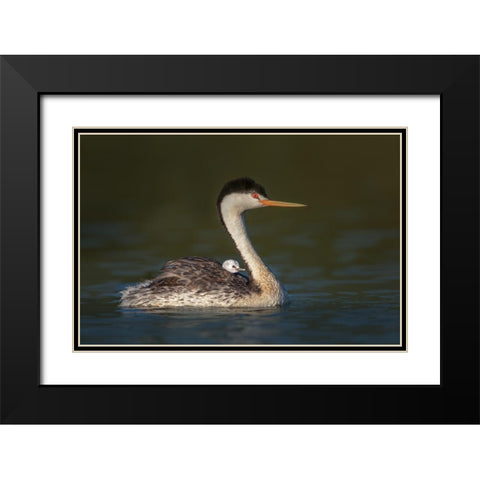 Front Seat View Black Modern Wood Framed Art Print with Double Matting by Barsh, Greg