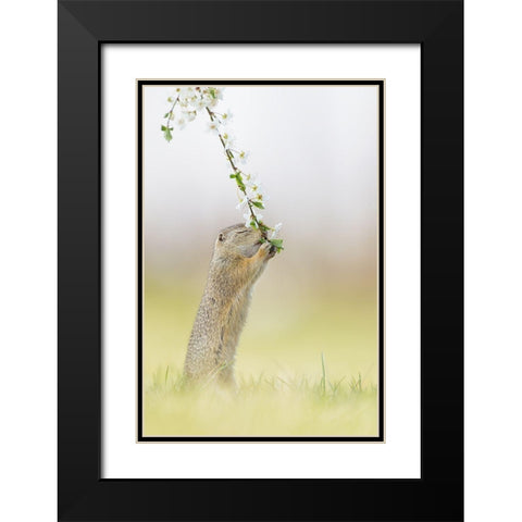 Fragrance Of Spring Black Modern Wood Framed Art Print with Double Matting by Spranz, Henrik