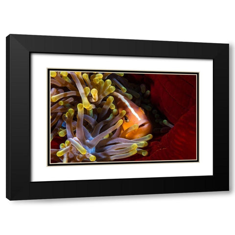 Skunk Clownfish Black Modern Wood Framed Art Print with Double Matting by Gabriel, Barathieu