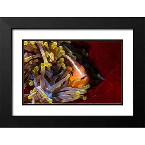 Skunk Clownfish Black Modern Wood Framed Art Print with Double Matting by Gabriel, Barathieu