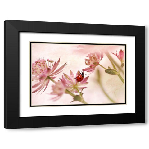 Ladybird And Pink Flowers Black Modern Wood Framed Art Print with Double Matting by Van Deelen, Ellen