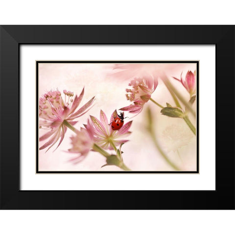 Ladybird And Pink Flowers Black Modern Wood Framed Art Print with Double Matting by Van Deelen, Ellen
