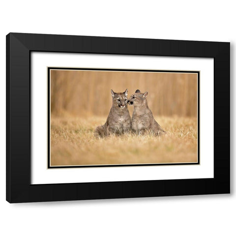 Cougars Black Modern Wood Framed Art Print with Double Matting by Zygmunt, Milan