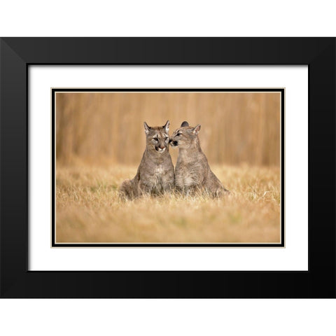 Cougars Black Modern Wood Framed Art Print with Double Matting by Zygmunt, Milan