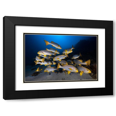 Underwater Photography-Indian Ocean Sweetlips Black Modern Wood Framed Art Print with Double Matting by Gabriel, Barathieu