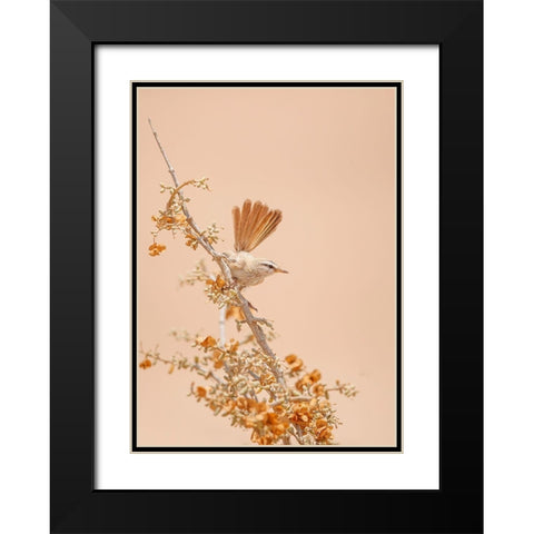 Scrub Warbler Black Modern Wood Framed Art Print with Double Matting by Waldmann, Shlomo