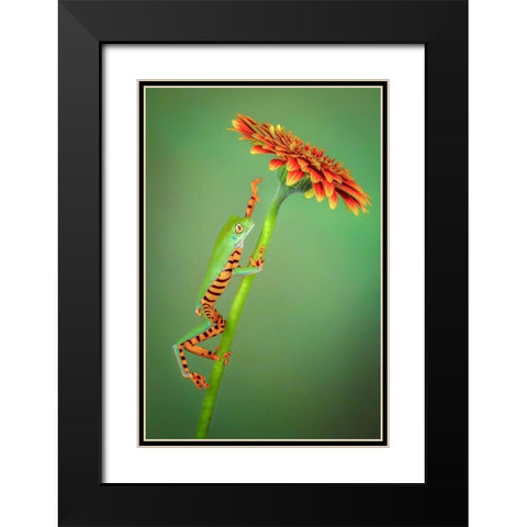 The Climber Black Modern Wood Framed Art Print with Double Matting by Doyle, Renee